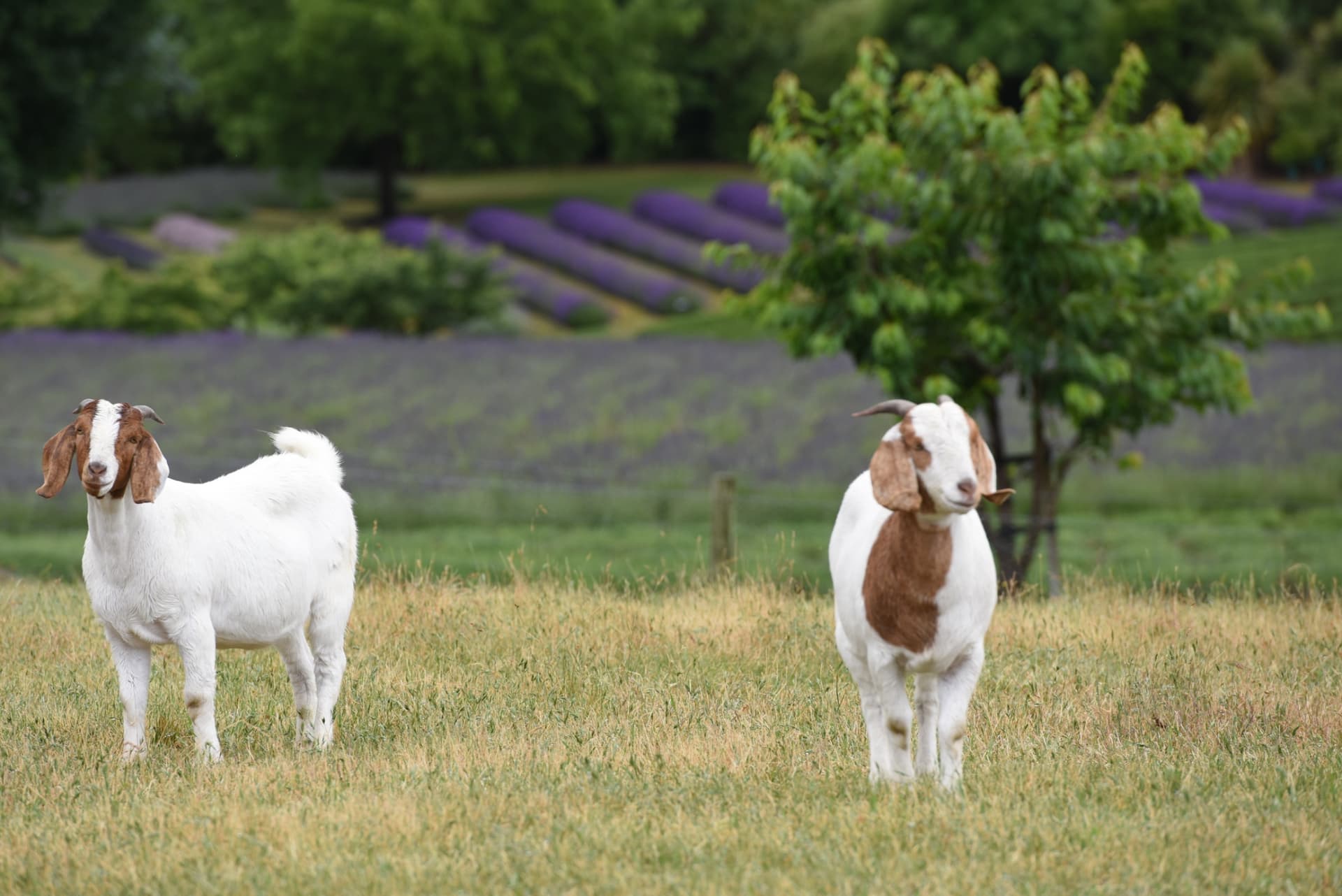 Wanaka Lavender Farm Ticket - image 7